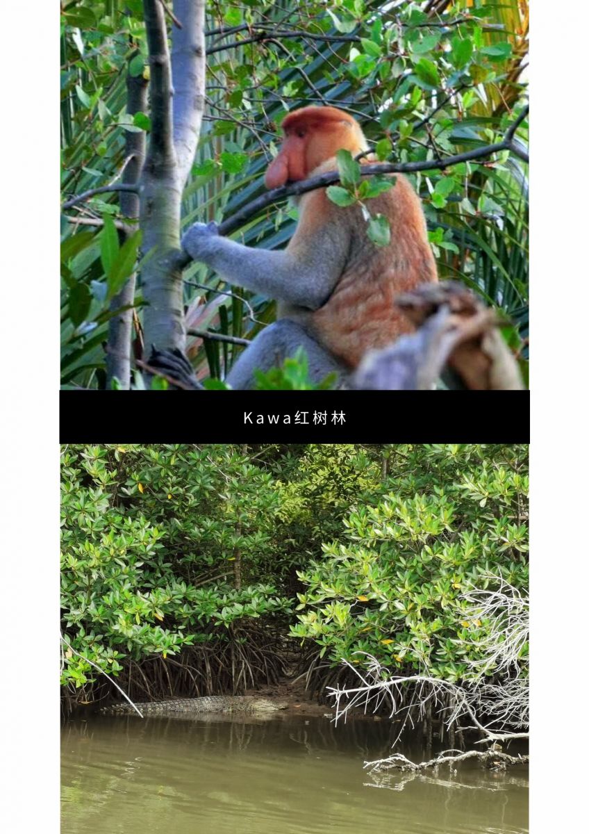 新奥2025新澳门原料网