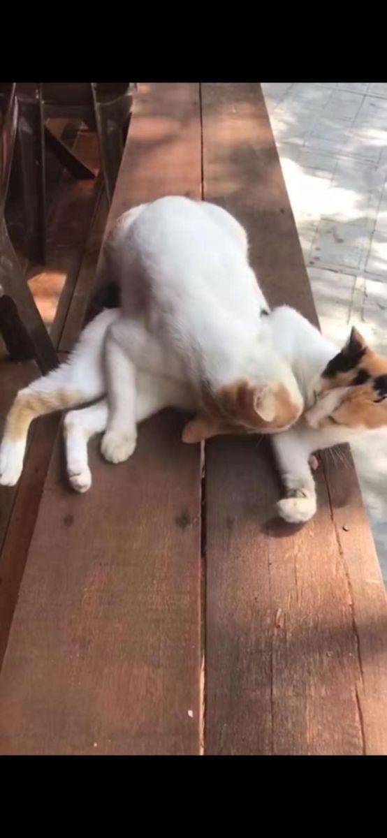 新奥2025新澳门原料网